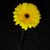  yellow flower 