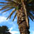  palm tree 